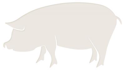 Versuchstierkunde-Basiskurs Schwein